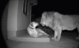A Lion Entered Their Yard and Approached Their Dog — What Happened Next Shocked Everyone
