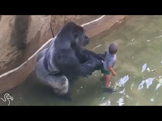 Experts Weigh In On Harambe’s Last Moments
