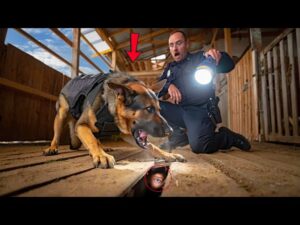 They Thought the Barn Was Empty—Until K9 Zeus Dug Up 4 Missing Kids