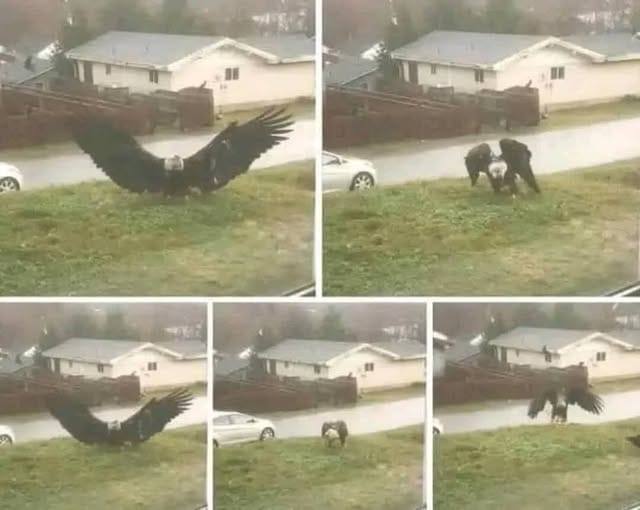 Spectacular Eagle Capture Reported in Bro