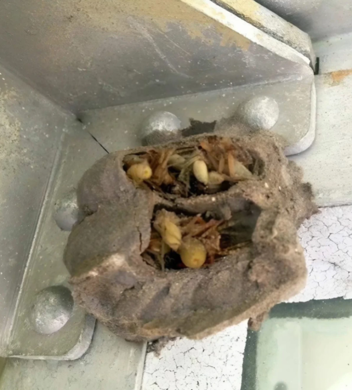 What I Found in the Corner of My Garage Left Me Speechless