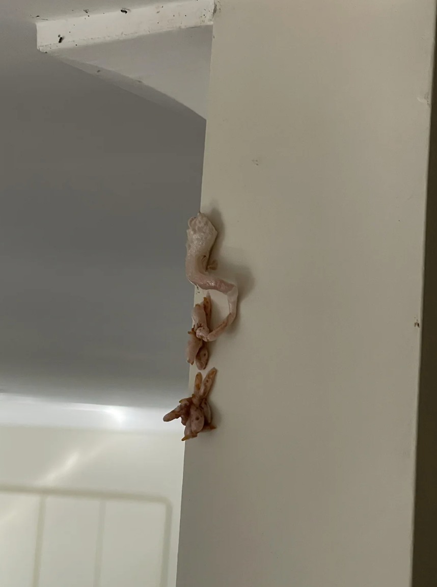What is this? I found it on my wall this morning. Looks pinkish, a bit like foam and it’s around 8cm long.