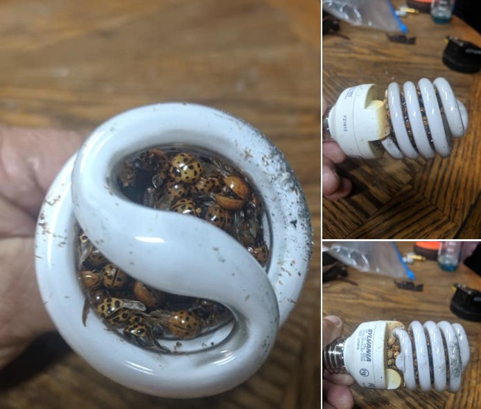 Warning: Light Bulb Fire Hazard – One Homeowner’s Close Call