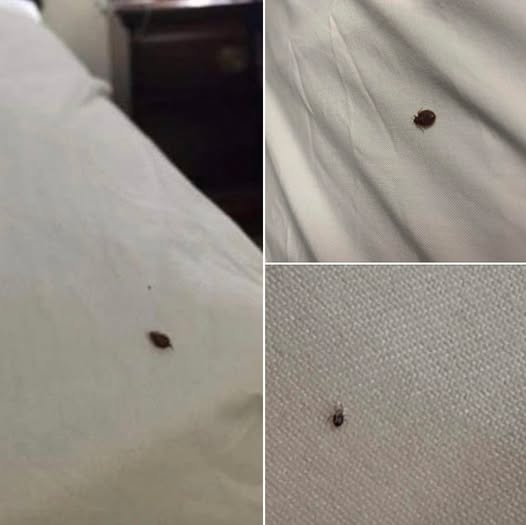 We Found This in Our Bed — What Is It and How Do We Get Rid of Them?