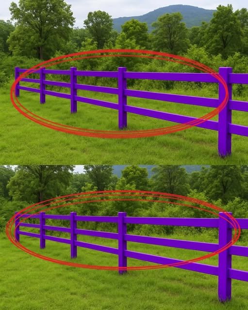 If You Spot a Painted Purple Fence, This Is What It Means
