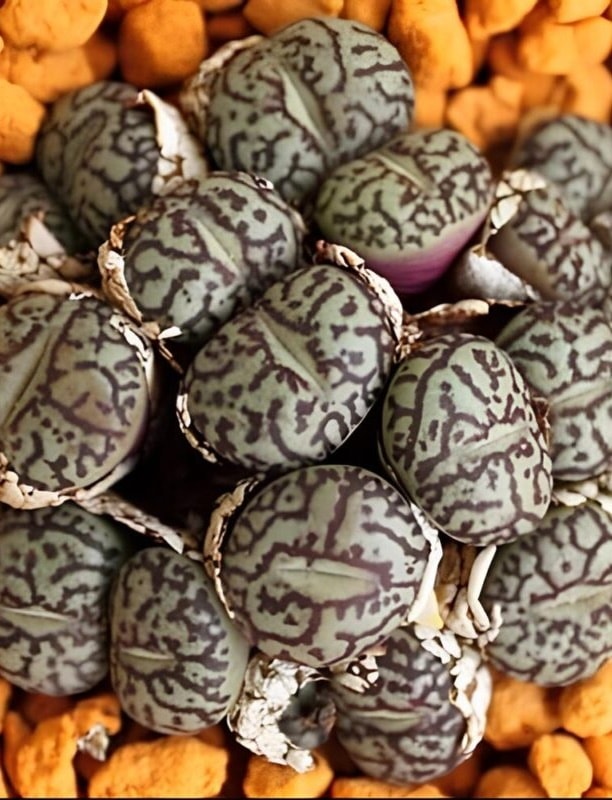 Video: Strange eggs under his bed: the family has to evacuate the house