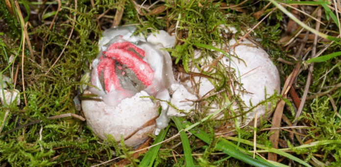 In My Yard, I Found a Slimy Red Creature With a Horrible Smell — What It Turned Out to Be Shocked Me