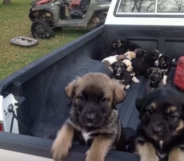 I Stopped for Gas… and Found Hope in a Truck Bed