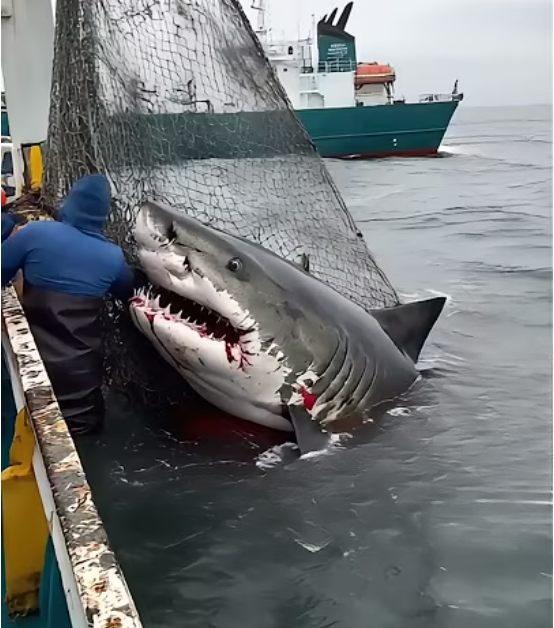 Seconds from Death, This Shark’s Unexpected Move Left Rescuers Speechless