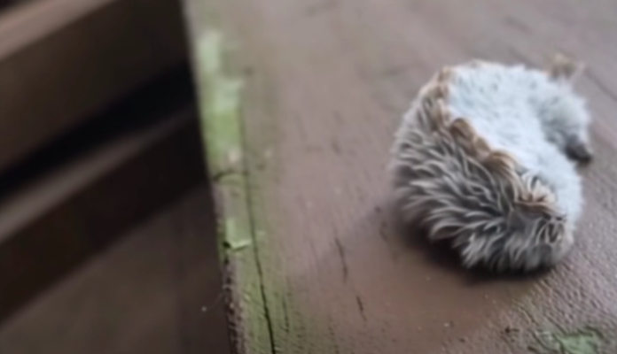 A Strange Furry Creature on a Park Bench Leaves Families Both Fascinated and Cautious