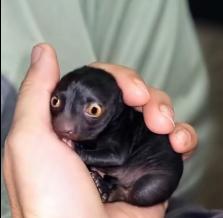 Man Rescues Mysterious Forest Creature—A Year Later, He’s Stunned by What It Becomes