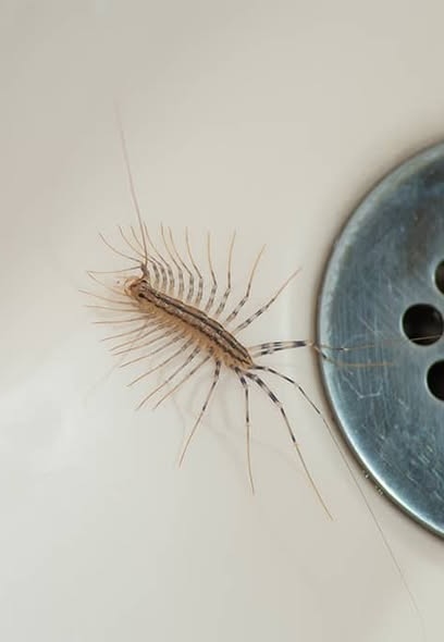Why you should never kill a house centipede if you find one inside your house