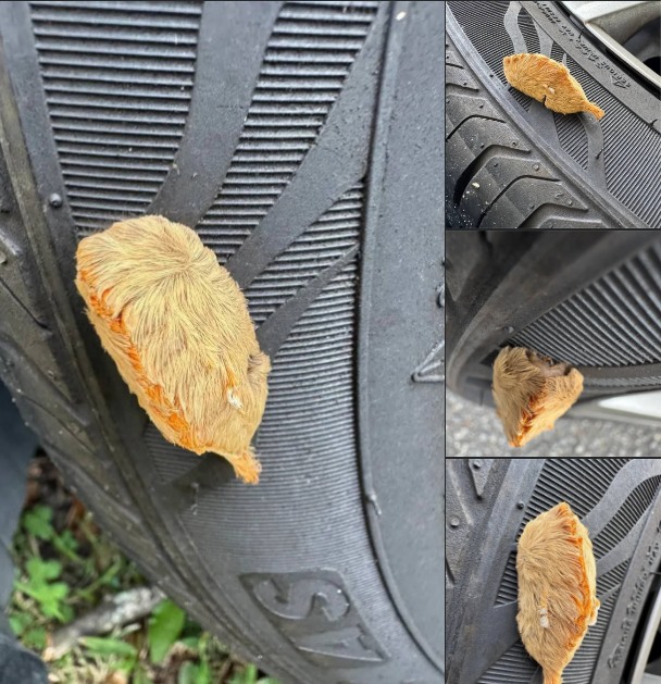 Found on the tire of my car. It’s about an inch long. What is this?