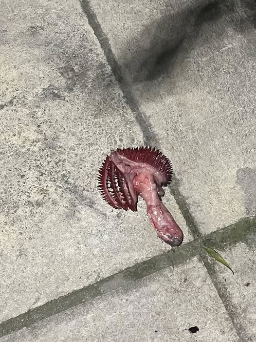 I found this while I was walking down the road…What is this ?